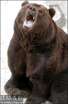 動物新聞:莫斯科熊“報春”20年 “獨眼貓”進博物館