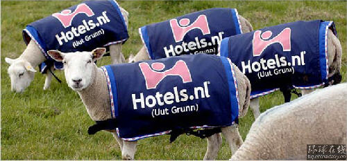 活體綿羊廣告創意獨特 荷蘭公司效益大增