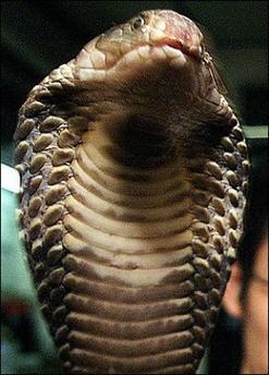 印度女子愛上眼鏡蛇 2000人參加奇異婚禮