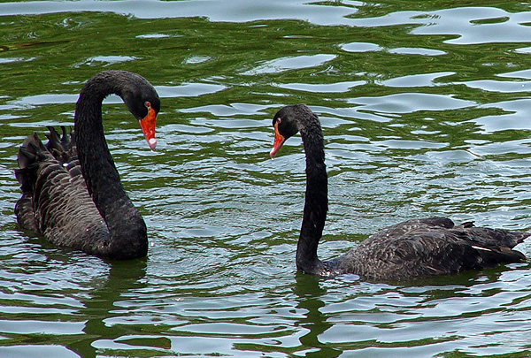 天鵝也搞婚外情？研究稱1/6天鵝為私生子
