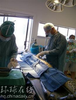 4米巨蟒吞下電熱毯 獸醫(yī)剖腹手術取出