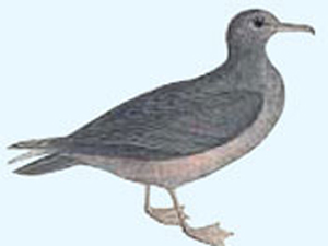 小海鳥200天飛越6萬公里 創最長動物遷徙距離記錄