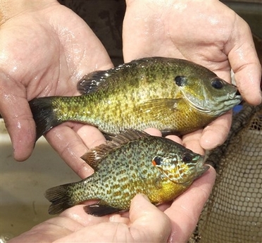 小魚也反恐 美國發(fā)明飲用水生物報警系統(tǒng)