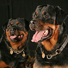 英兩看家猛犬活活咬死半歲女嬰 寵物危險不容忽視