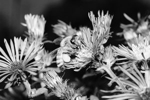 破譯蜜蜂基因組：一個社會的秘密