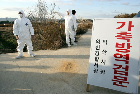韓國禽流感疫情數千雞死亡 日本暫停進口