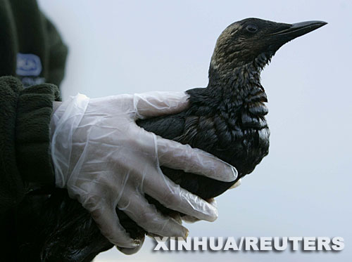 英國：貨輪遇風暴擱淺 有人哄搶有人救鳥