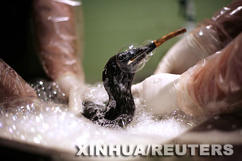 英國：貨輪遇風暴擱淺 有人哄搶有人救鳥