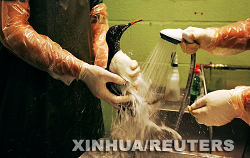 英國：貨輪遇風暴擱淺 有人哄搶有人救鳥