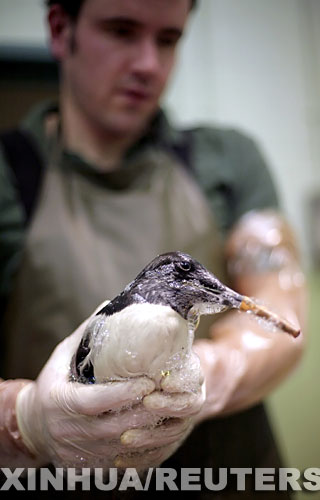 英國：貨輪遇風暴擱淺 有人哄搶有人救鳥