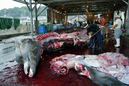 環保組織海上追蹤 高價懸賞捉拿日捕鯨船