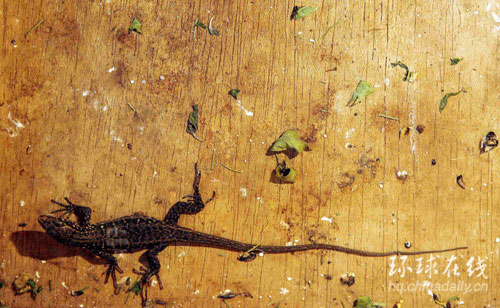 耶羅島大蜥蜴瀕臨滅絕