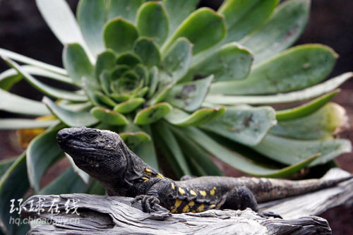 耶羅島大蜥蜴瀕臨滅絕