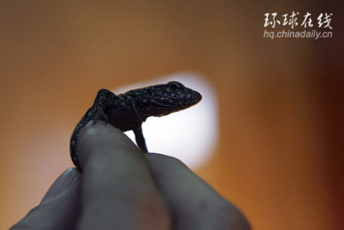 耶羅島大蜥蜴瀕臨滅絕