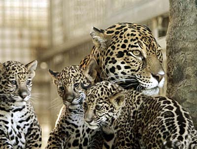 美國動物園一美洲虎突發(fā)兇性咬死女管理員