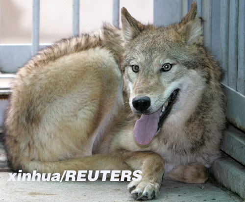 狗媽媽代孕 韓科學(xué)家成功克隆兩頭大灰狼