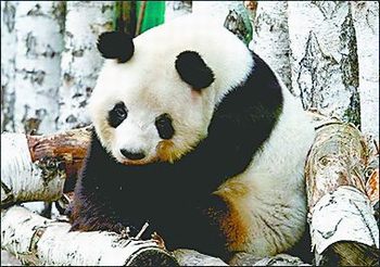 都是北極熊惹的禍？大熊貓嫣嫣德國(guó)猝死 