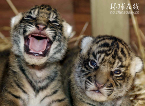 牙都沒長齊的珍稀虎寶寶