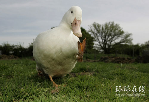 英國四腳鴨的非常生活