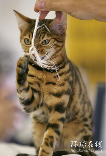 國(guó)際名貓大賞