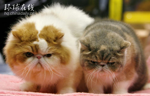 國(guó)際名貓大賞