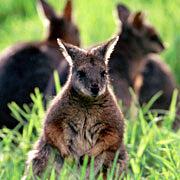 尤金袋鼠奶殺菌能力超強