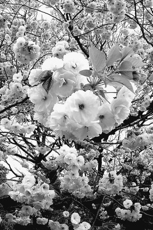 來(lái)自東洋的美麗 日本的櫻花文化