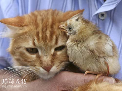 約旦：貓雞親情濃