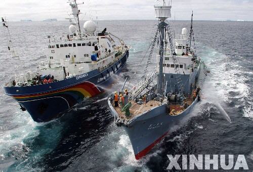 日本謀求捕鯨“土著”待遇