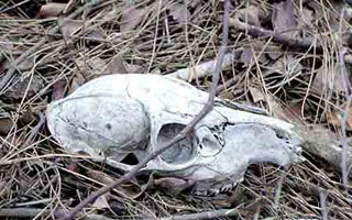 世界著名的恐怖景區