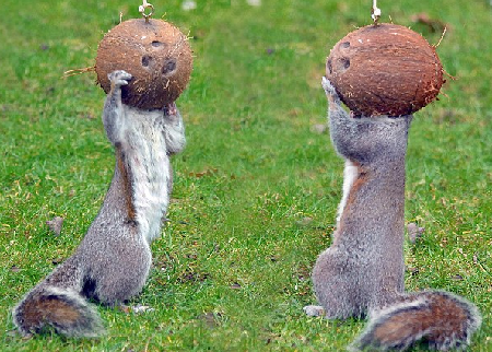 戴頭盔跳舞?饞嘴小松鼠偷吃椰子令人捧腹