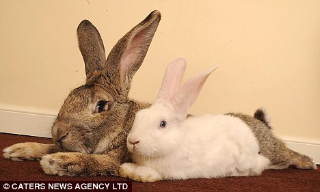 英國巨兔“搶”母親榮譽(yù) 身長1.3米成世界最大兔