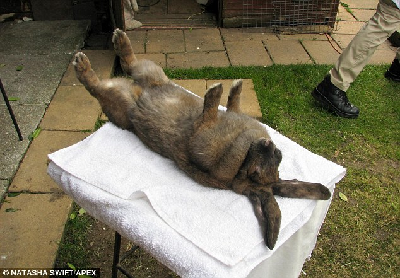 英老者能用“兔語”為兔子催眠 服務熱線被打爆