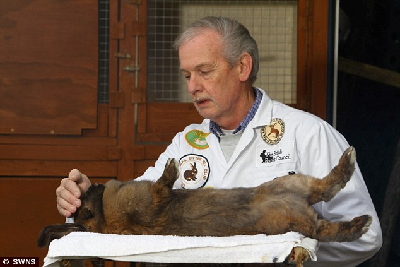 英老者能用“兔語”為兔子催眠 服務熱線被打爆