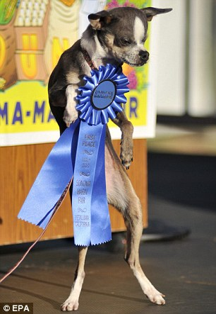 “世界最丑狗”出爐 近親繁殖險遭人道毀滅