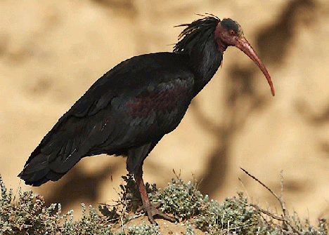人工喂養歐洲禿鵑不會遷徙 科學家用滑翔飛翼引導