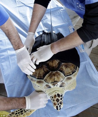 “獨臂”海龜只能原地打轉 穿人造“馬甲”重新暢游