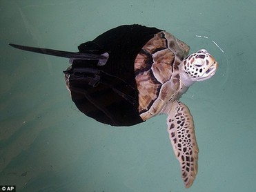 “獨臂”海龜只能原地打轉 穿人造“馬甲”重新暢游