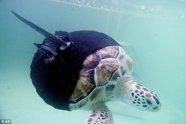 “獨臂”海龜只能原地打轉 穿人造“馬甲”重新暢游
