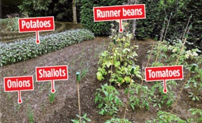 英女王白金漢宮種水果蔬菜 品種珍稀將上國宴