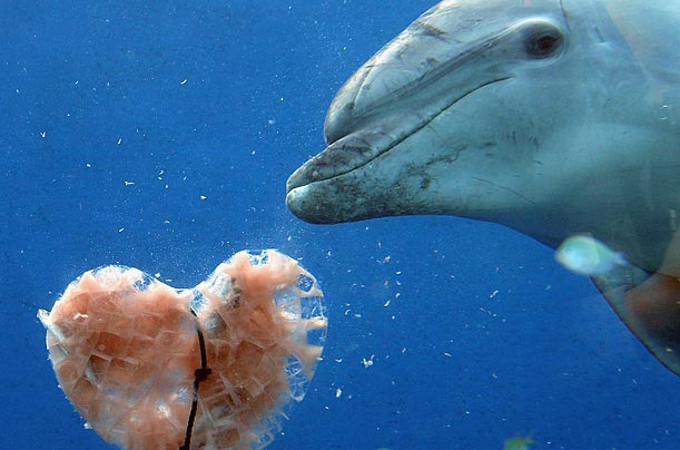 不是只有異性才相互吸引 美雜志揭露動物“斷背”之謎