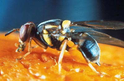 不是只有異性才相互吸引 美雜志揭露動物“斷背”之謎