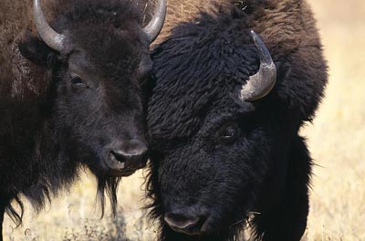 不是只有異性才相互吸引 美雜志揭露動(dòng)物“斷背”之謎