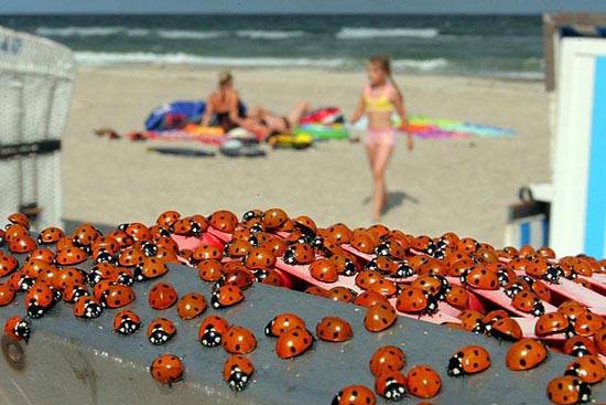 德北部數百萬只瓢蟲聚集形成罕見景觀