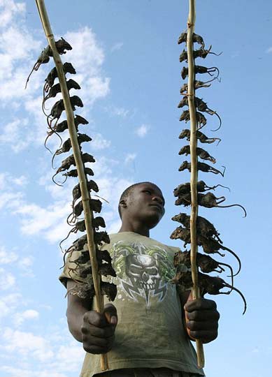 田鼠成非洲美食 串成“鼠串”沿街叫賣