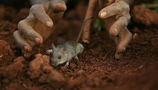 田鼠成非洲美食 串成“鼠串”沿街叫賣