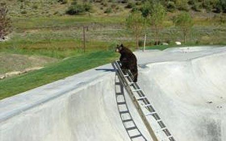 誰說狗熊是笨死的？美國一狗熊掉進(jìn)滑板池爬梯逃生