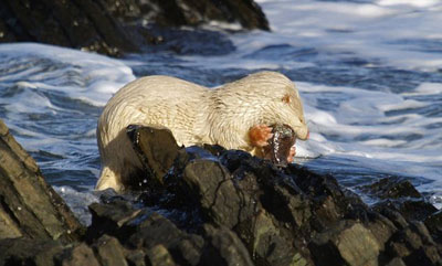 圖：英國攝影師抓拍到罕見白化水獺