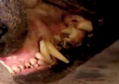 美國發現疑似“吸血怪獸”的尸體