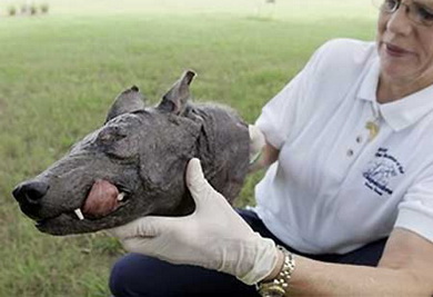 美國發現疑似“吸血怪獸”的尸體